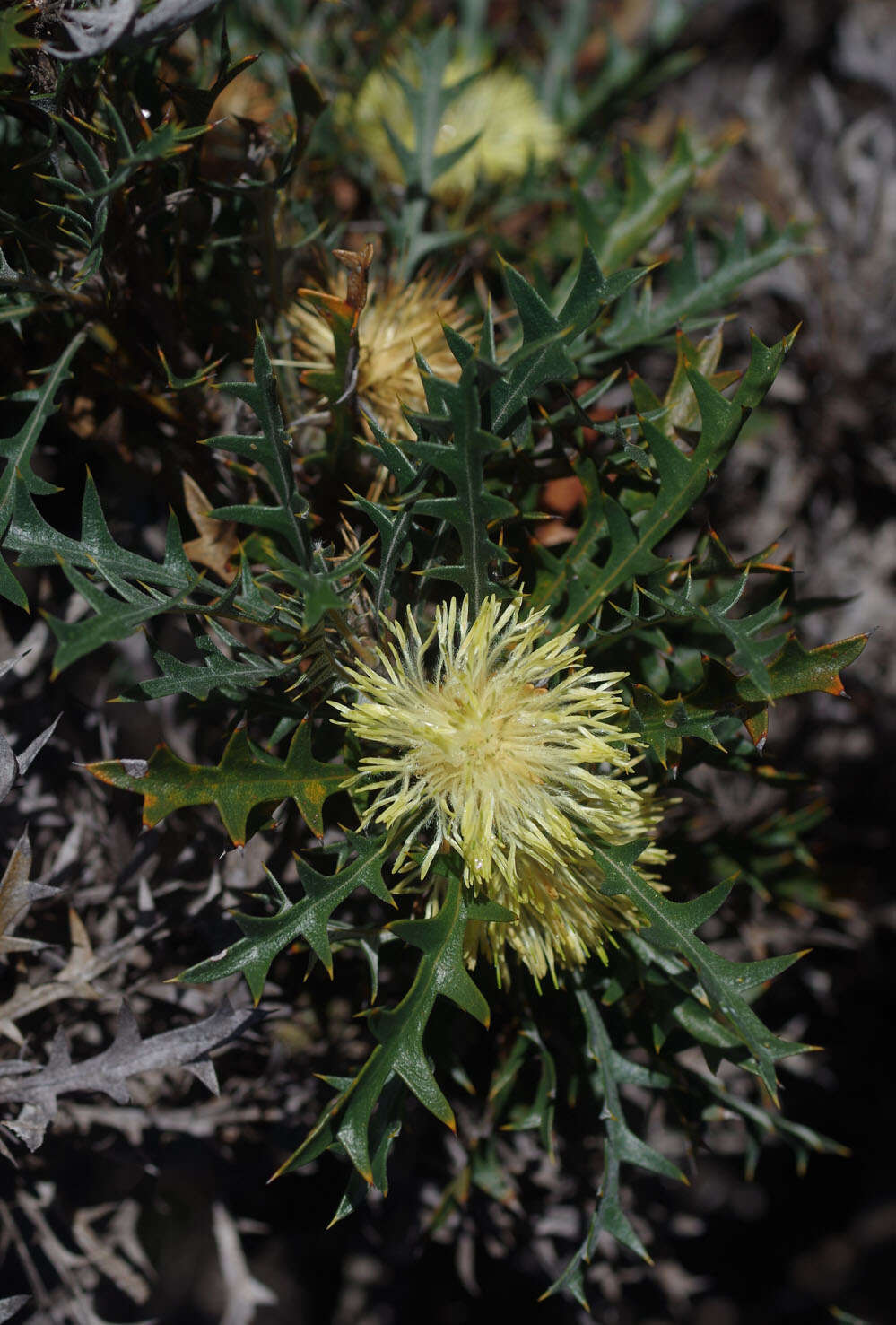 Image of Banksia purdieana (Diels) A. R. Mast & K. R. Thiele