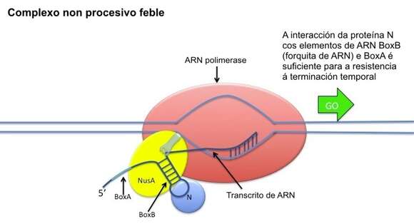 Enterobacteria phage lambda的圖片