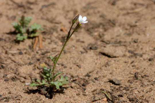 Image of shy gilia