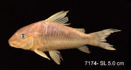 Image of Corydoras seussi Dinkelmeyer 1996