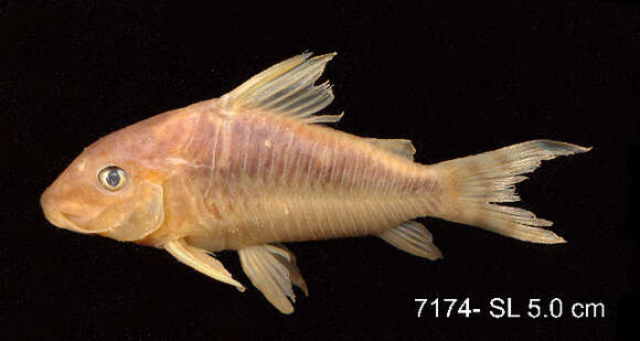 Image of Corydoras seussi Dinkelmeyer 1996