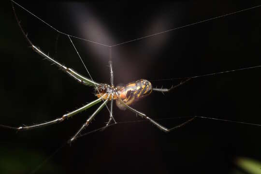 Image of Silver orb spider