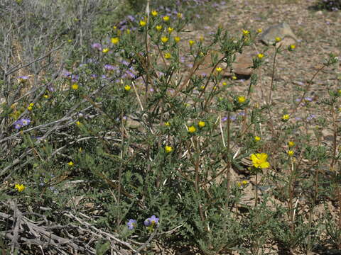 Image of whitestem blazingstar