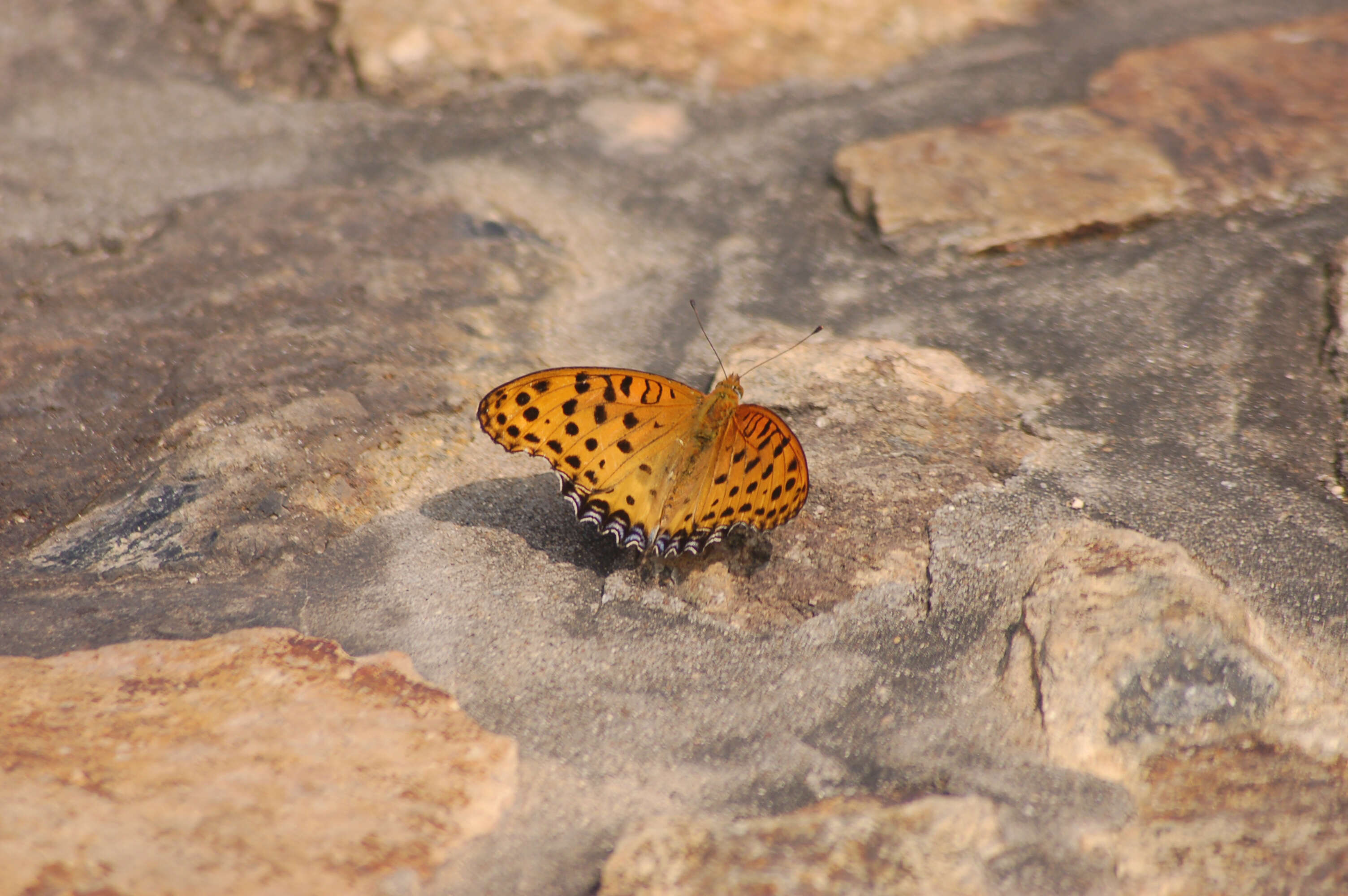 Image of Argynnis hyperbius