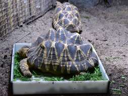 Image of Burmese Starred Tortoise