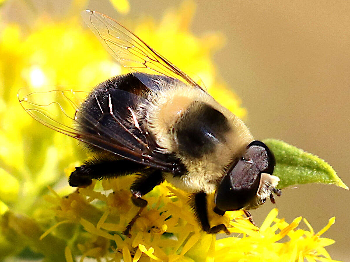 Image of Eristalis flavipes Walker 1849