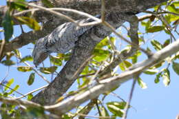 Image of Great Potoo