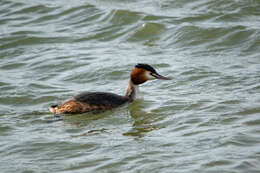 Image of Podiceps Latham 1787