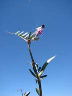 Image of Common Vetch