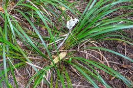 Image of Libertia ixioides (G. Forst.) Spreng.