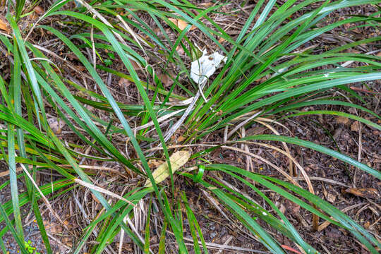 Image of Libertia ixioides (G. Forst.) Spreng.