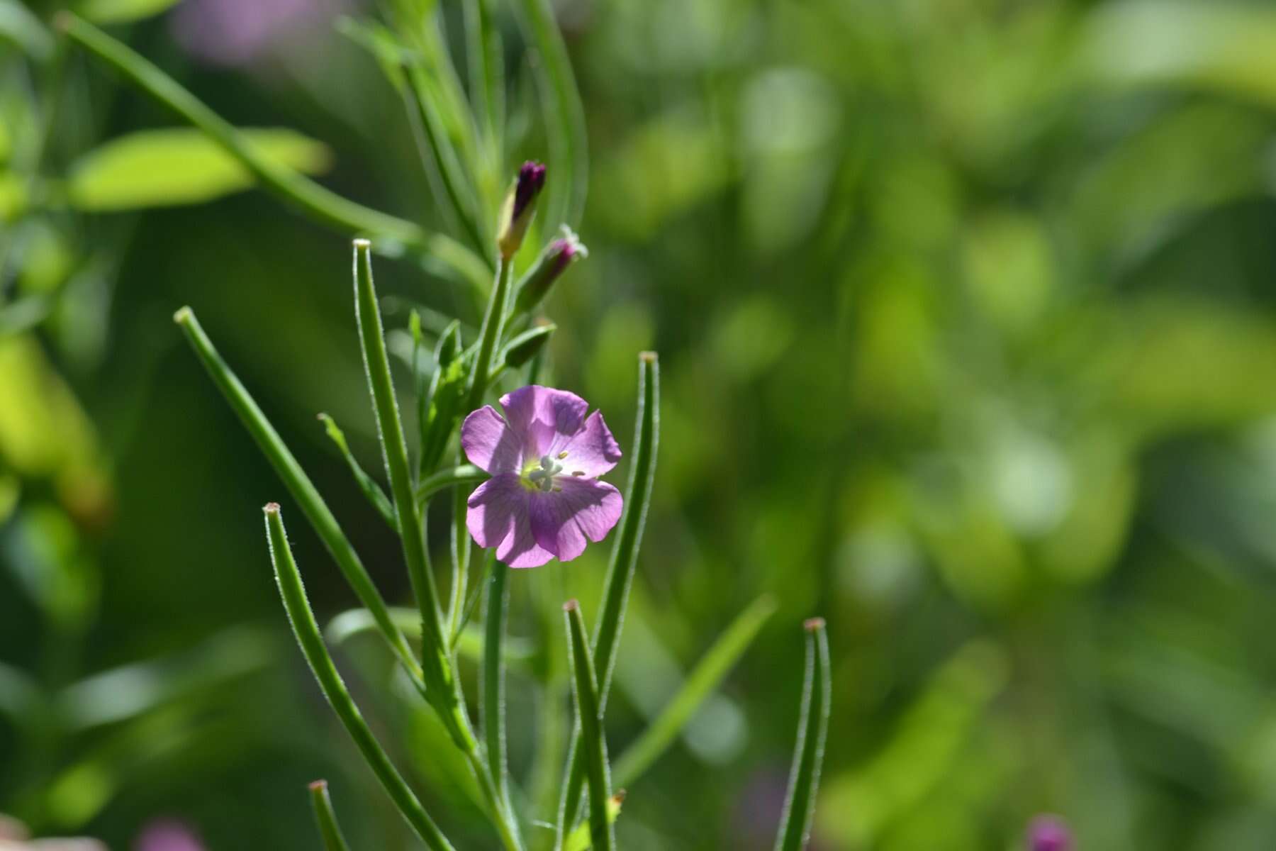 Слика од Epilobium hirsutum L.