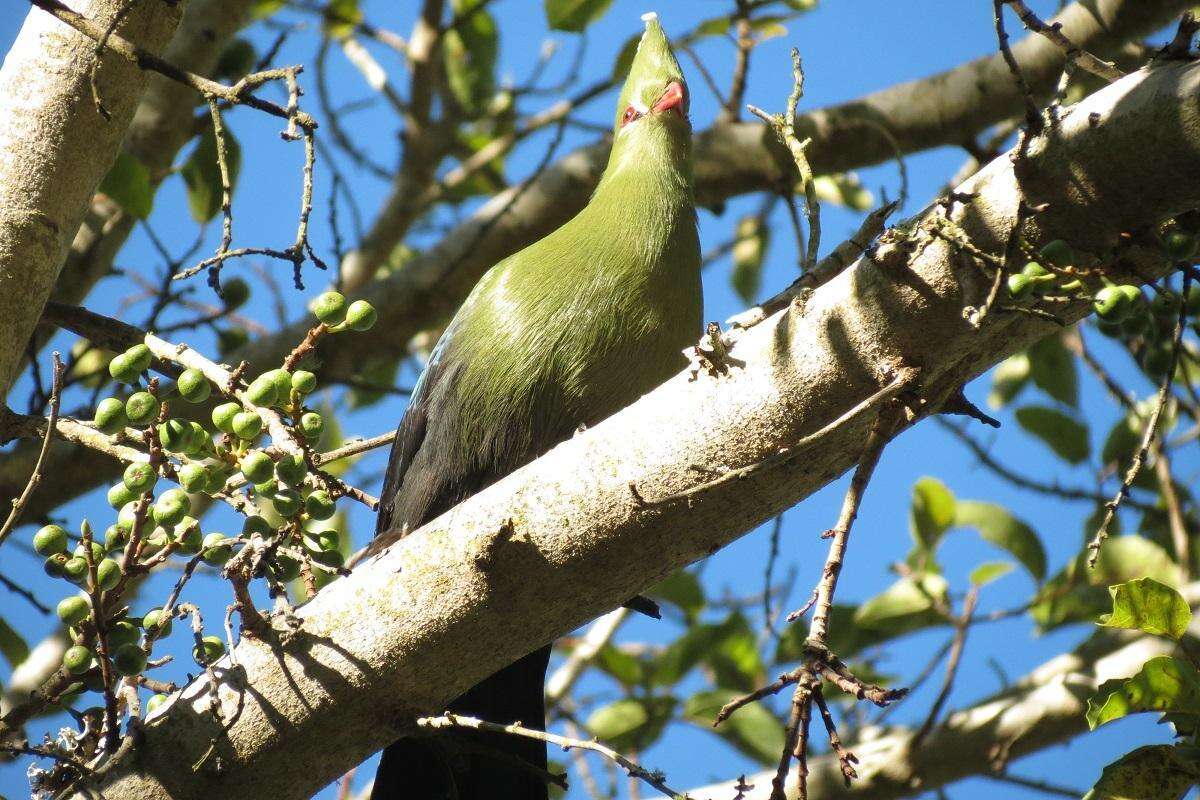 Image of Knysna Lourie