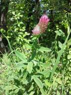 Image of Red Trefoil