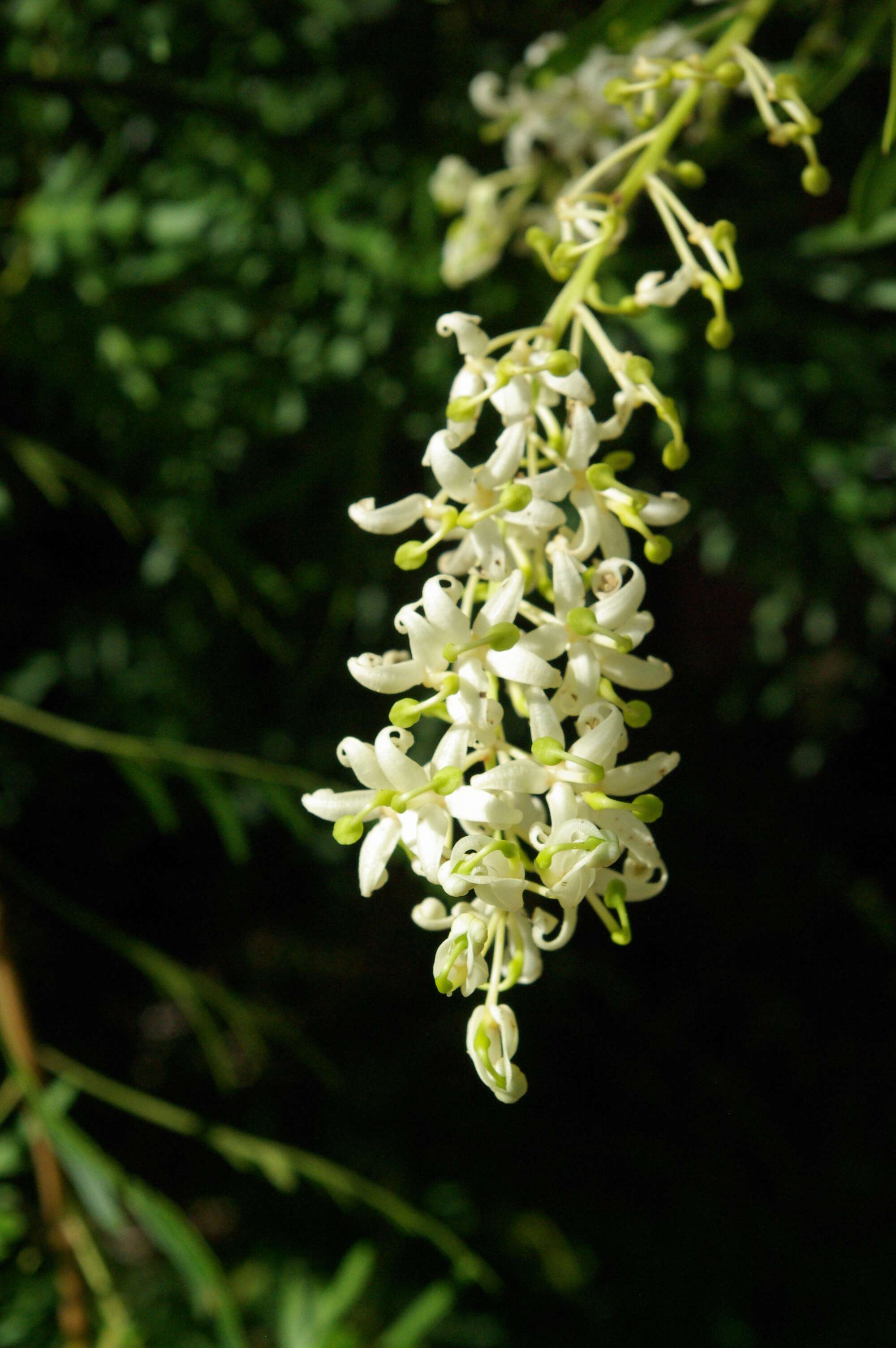 Imagem de Lomatia tinctoria (Labill.) R. Br.