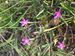 Слика од Dianthus deltoides L.