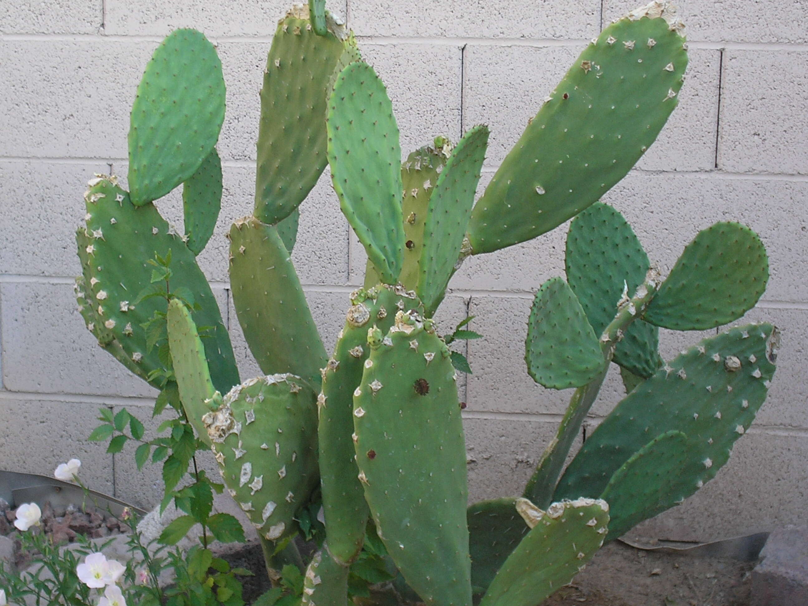 Imagem de Opuntia ficus-indica (L.) Mill.