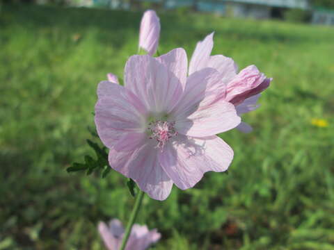 Image of musk mallow