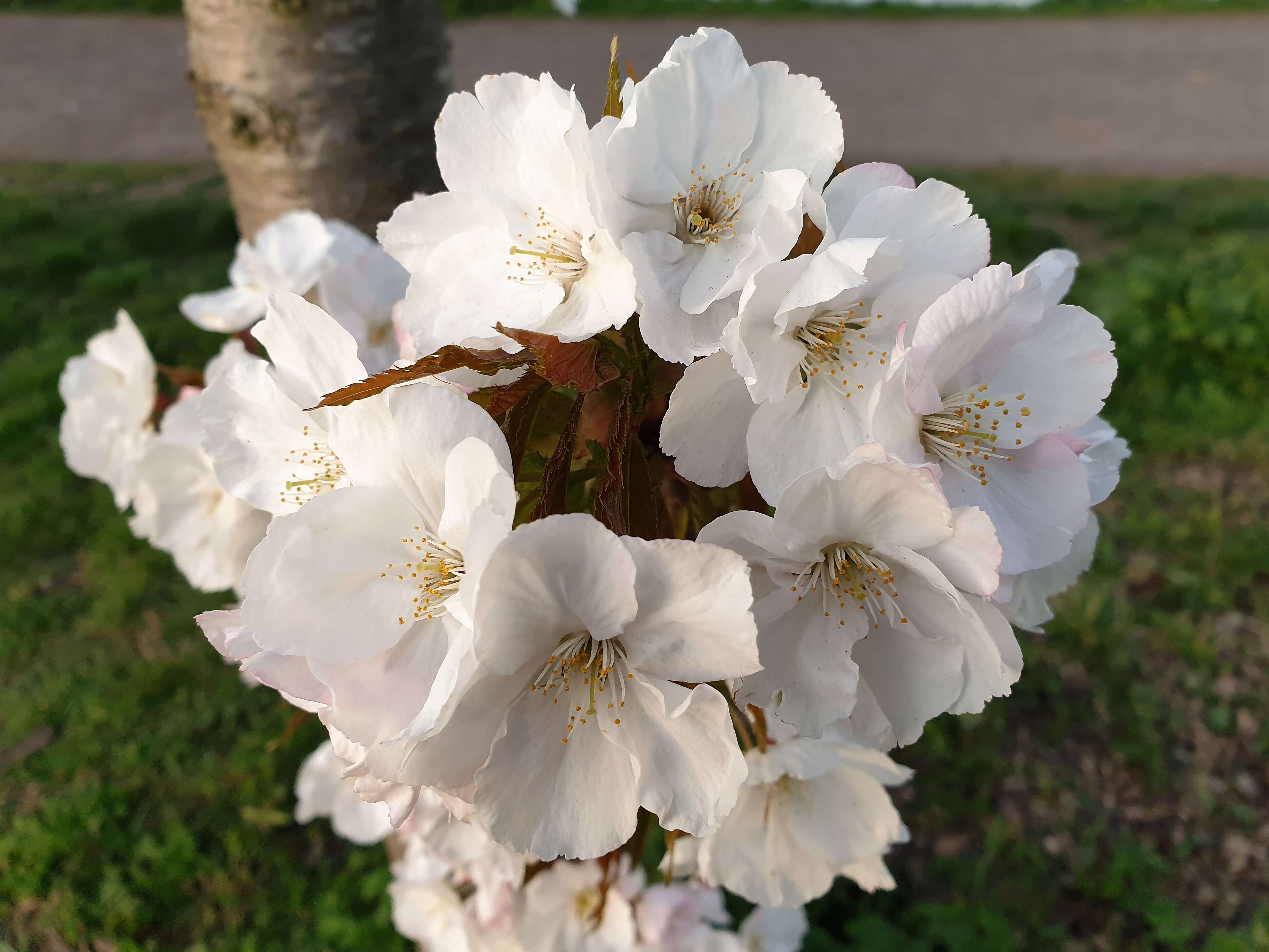 Image of Bird Cherry