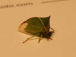 Image of Buffalo treehopper