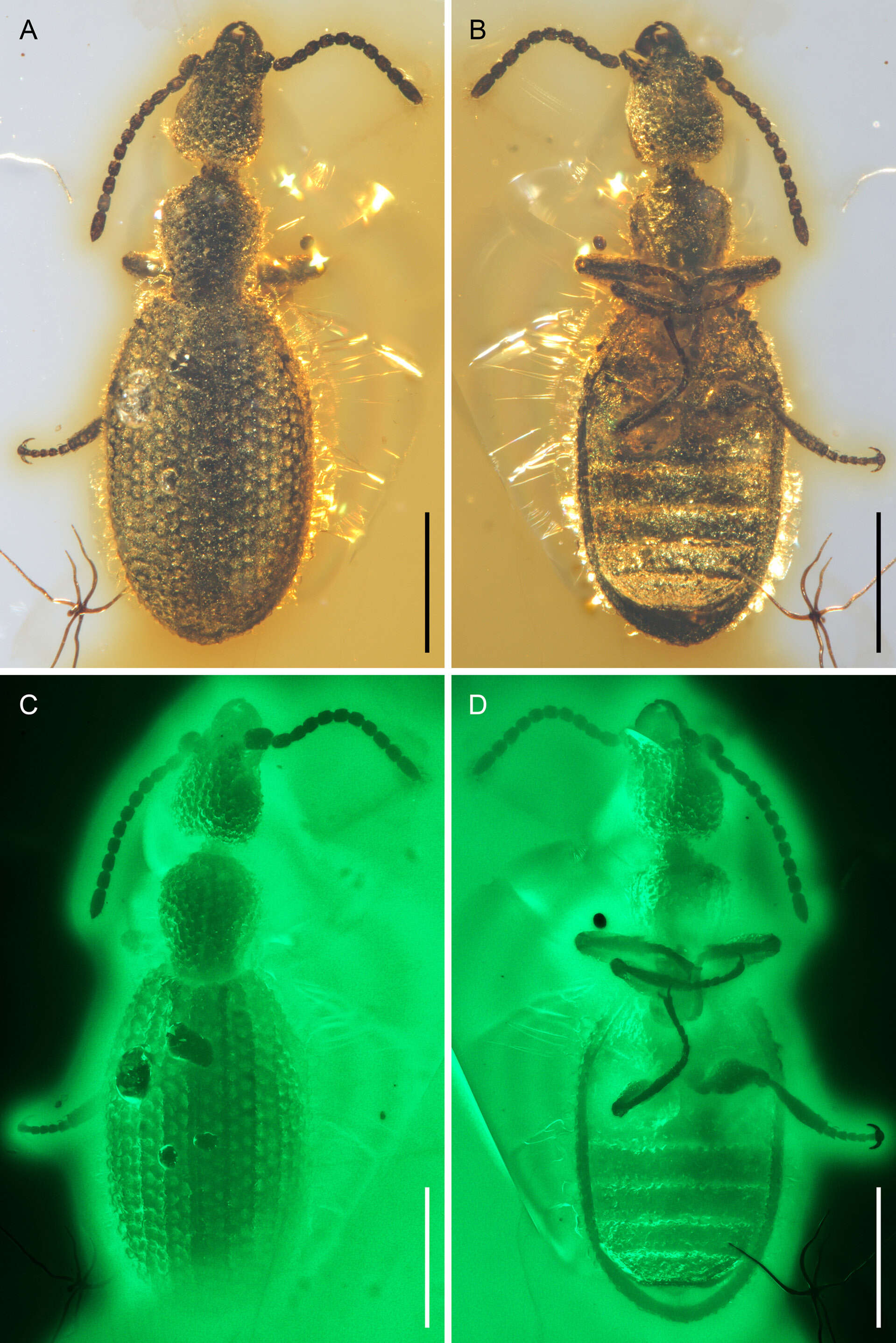 Image of Ommatidae