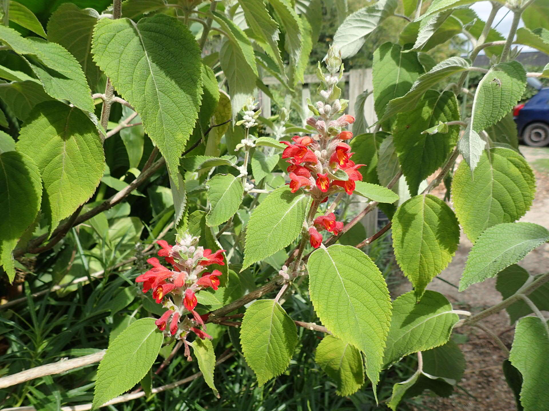 Image of Colquhounia coccinea Wall.