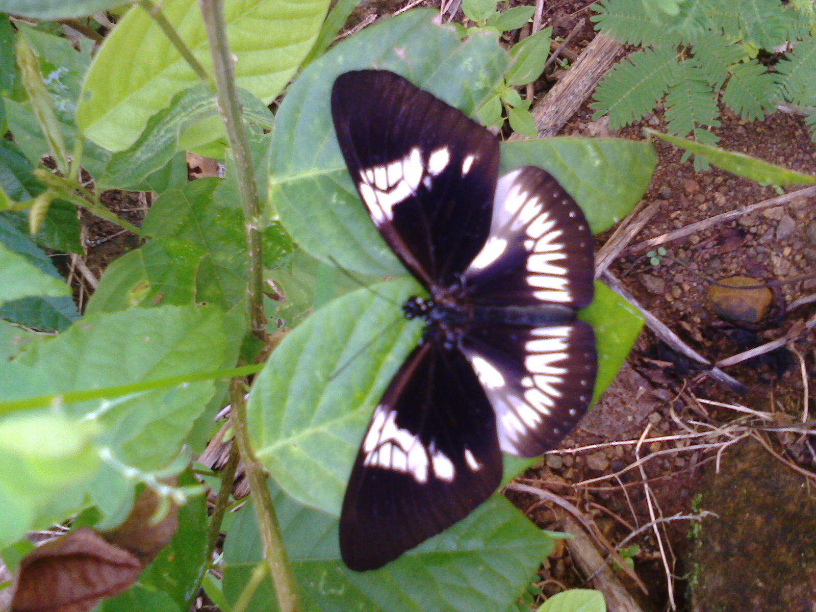 Sivun Euploea eupator Hewitson 1856 kuva