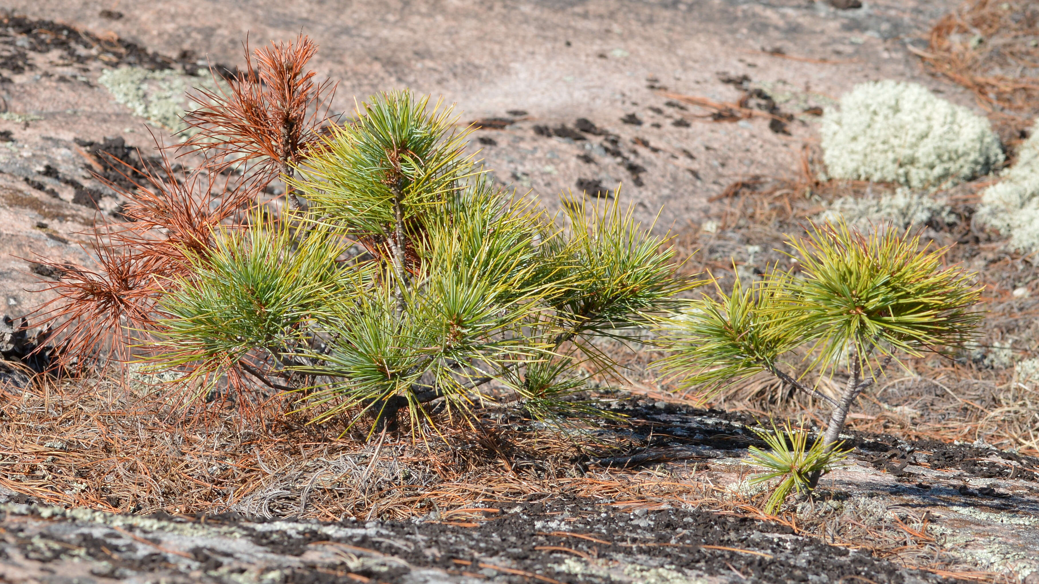 Image of eastern white pine