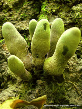 Imagem de Xylaria polymorpha (Pers.) Grev. 1824