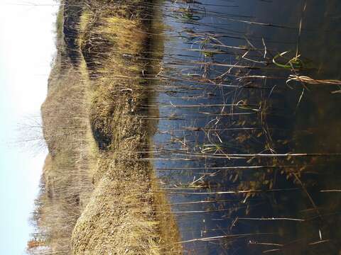 Image of Loddon Pondweed