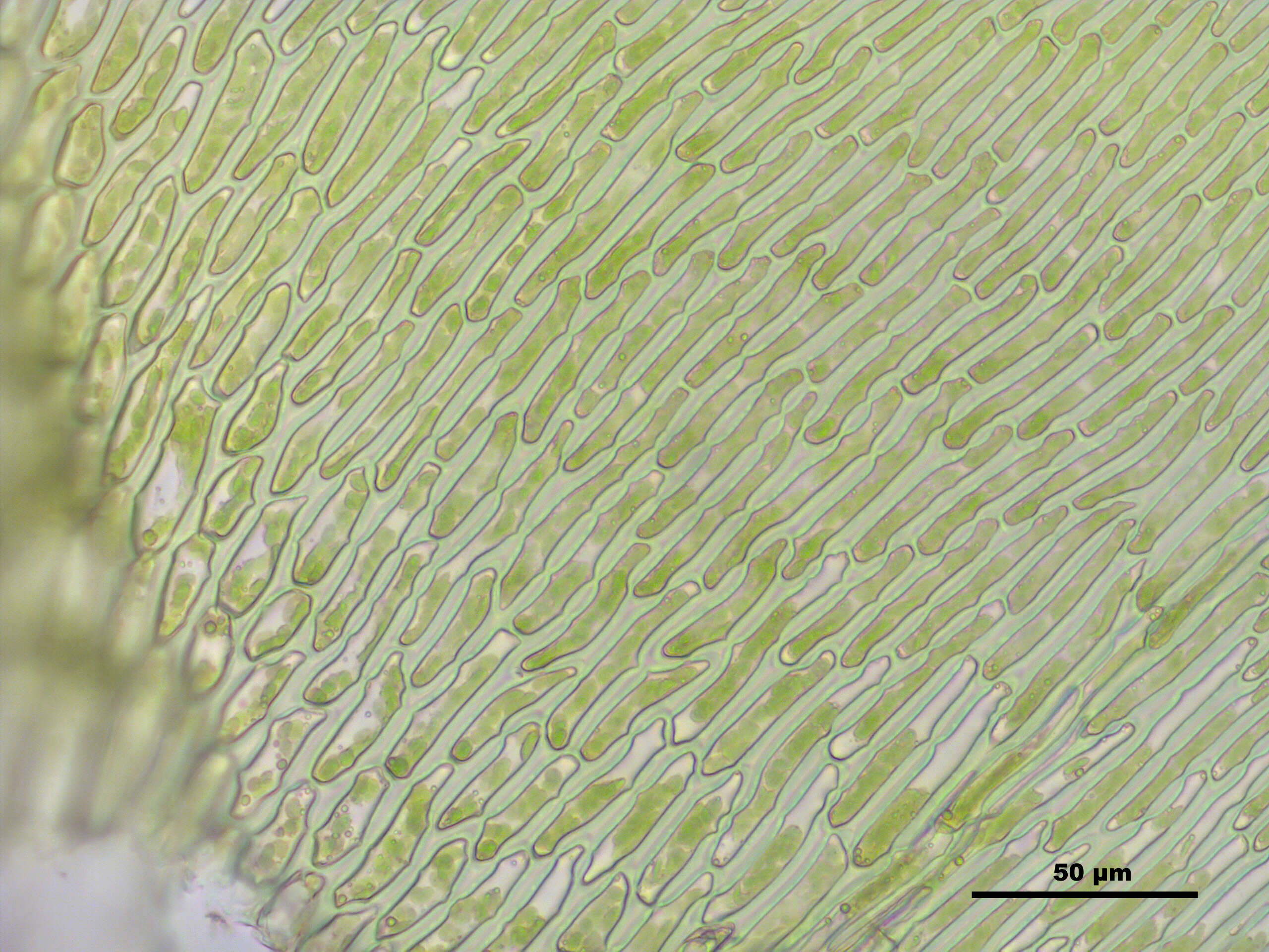 Слика од Campylium stellatum