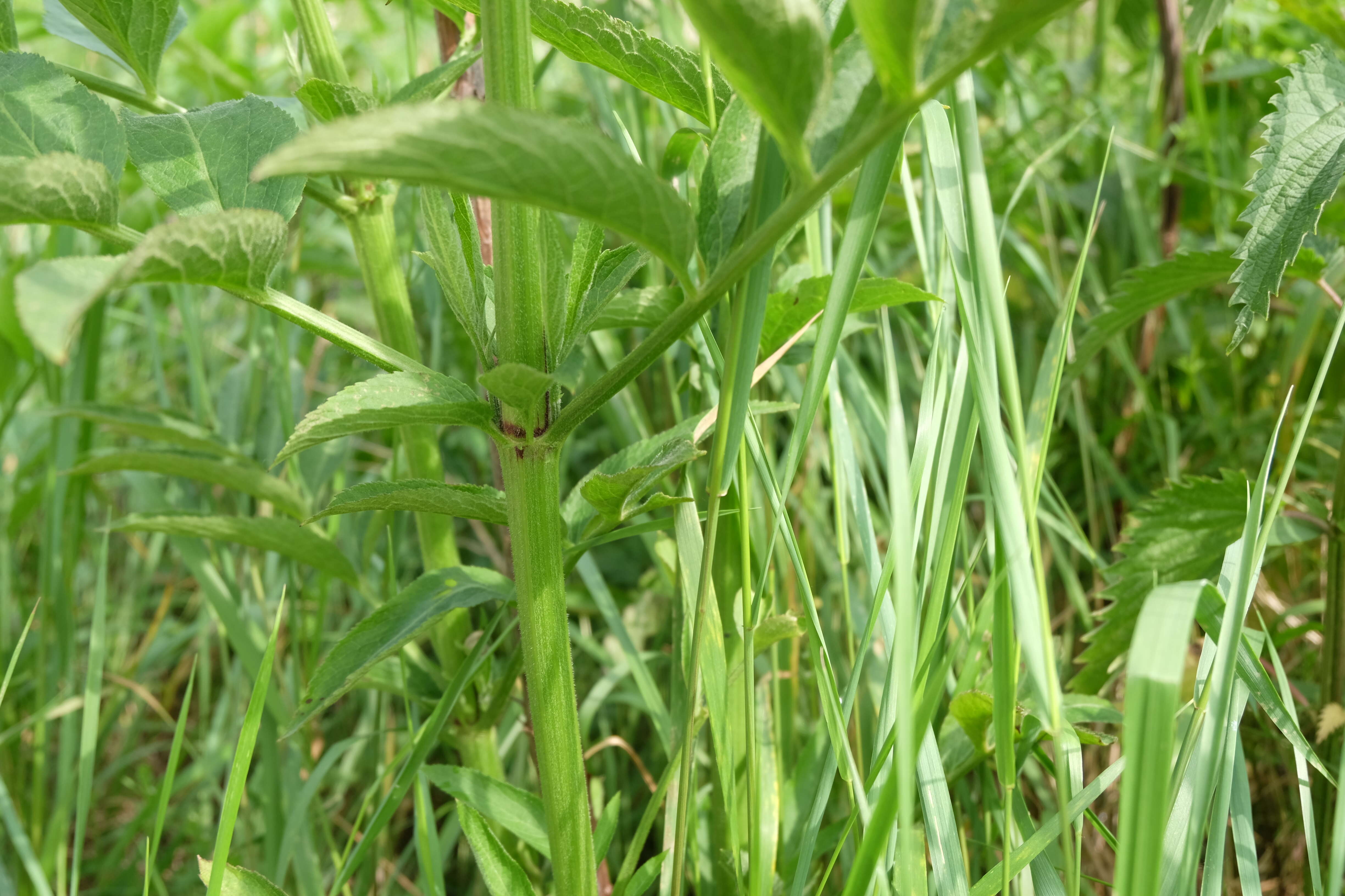 Imagem de Sambucus ebulus L.