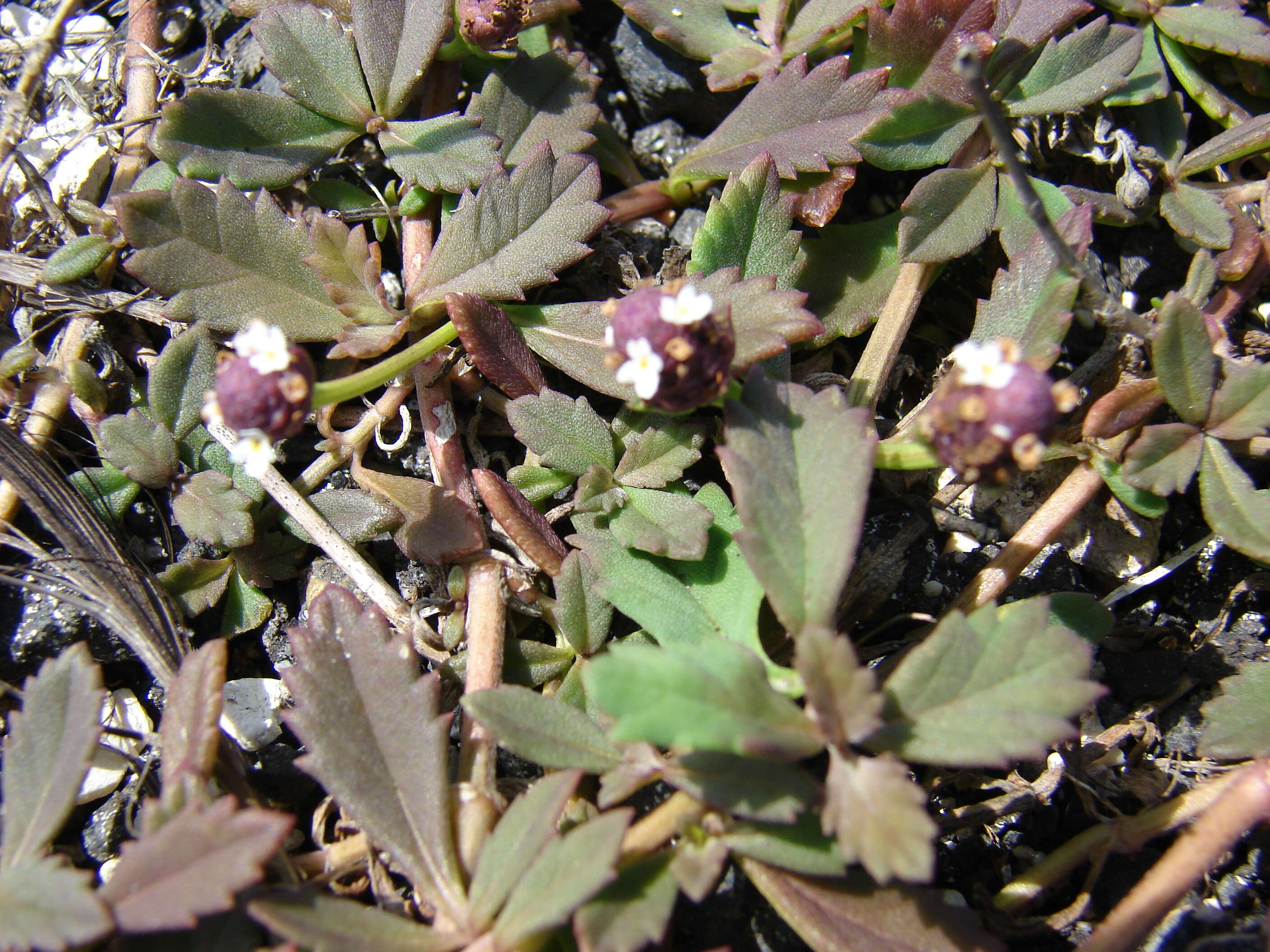 Plancia ëd Phyla nodiflora (L.) Greene