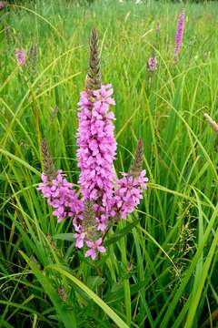 Plancia ëd Lythrum salicaria L.