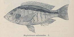 Image of Haplochromis Yellow Black Line