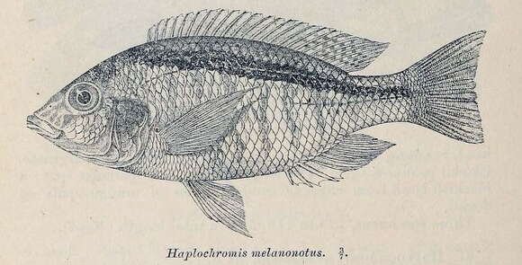 Image de Mylochromis melanonotus (Regan 1922)