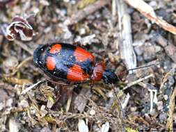 Image of Lebia (Lebia) cruxminor (Linnaeus 1758)