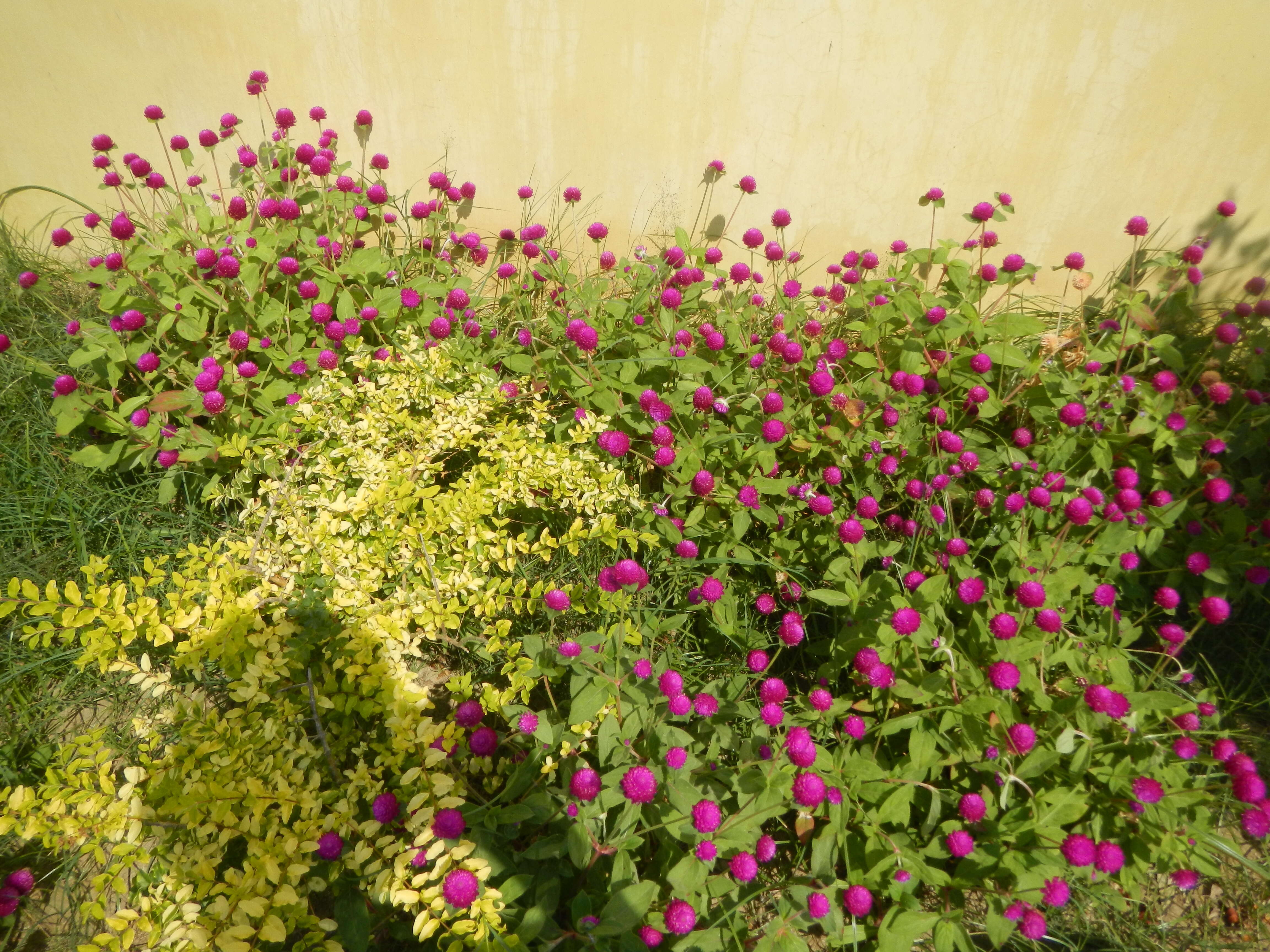 Image of globe amaranth