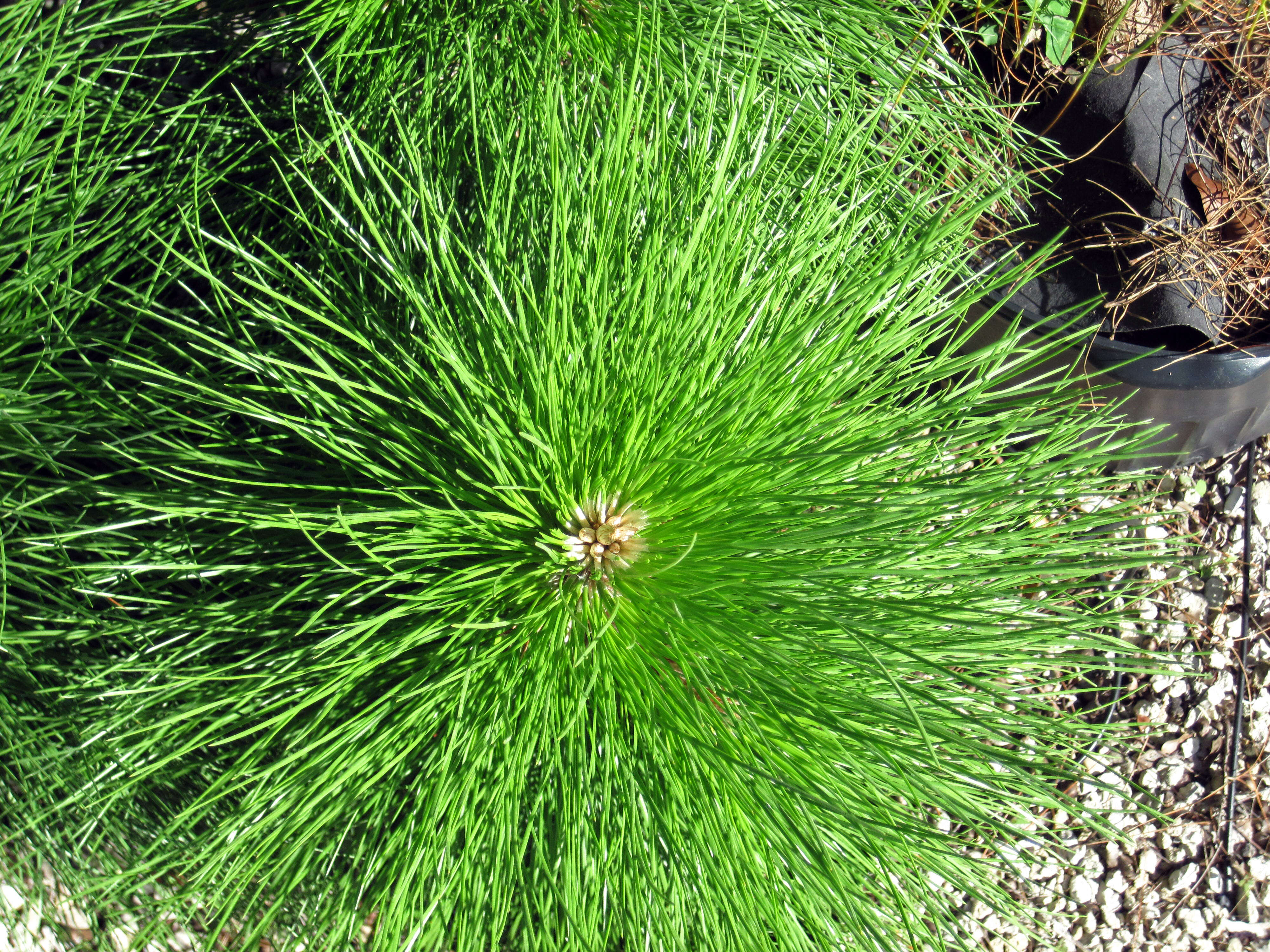 Image of Slash Pine