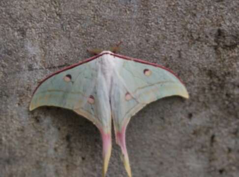 Image of Luna Moth