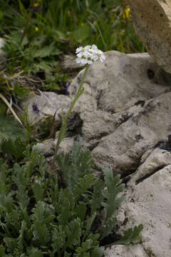 Image of Achillea clavennae L.