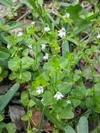 Clinopodium brownei (Sw.) Kuntze resmi