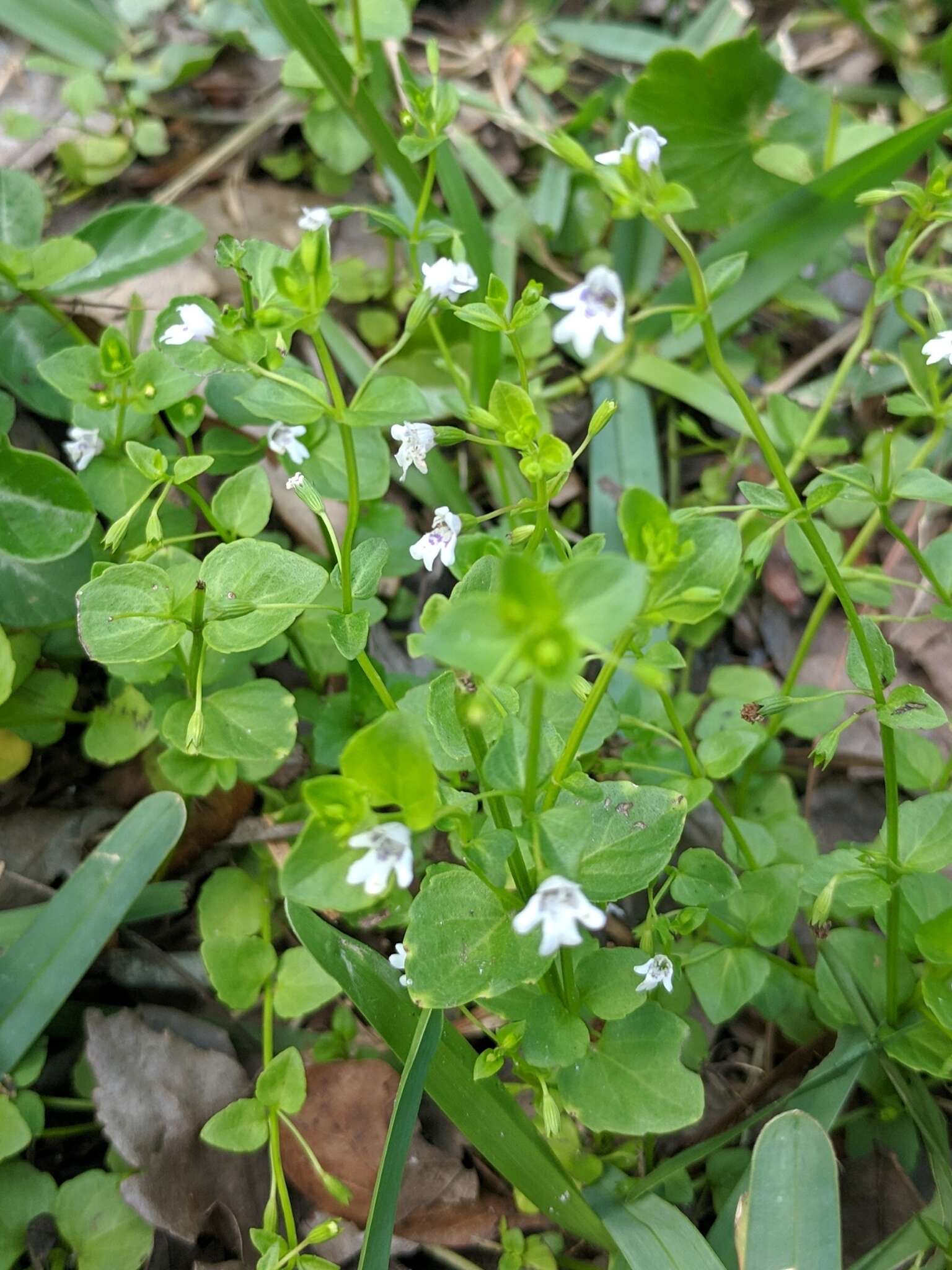 Clinopodium brownei (Sw.) Kuntze resmi