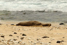 Image of Hawaiian Monk Seal