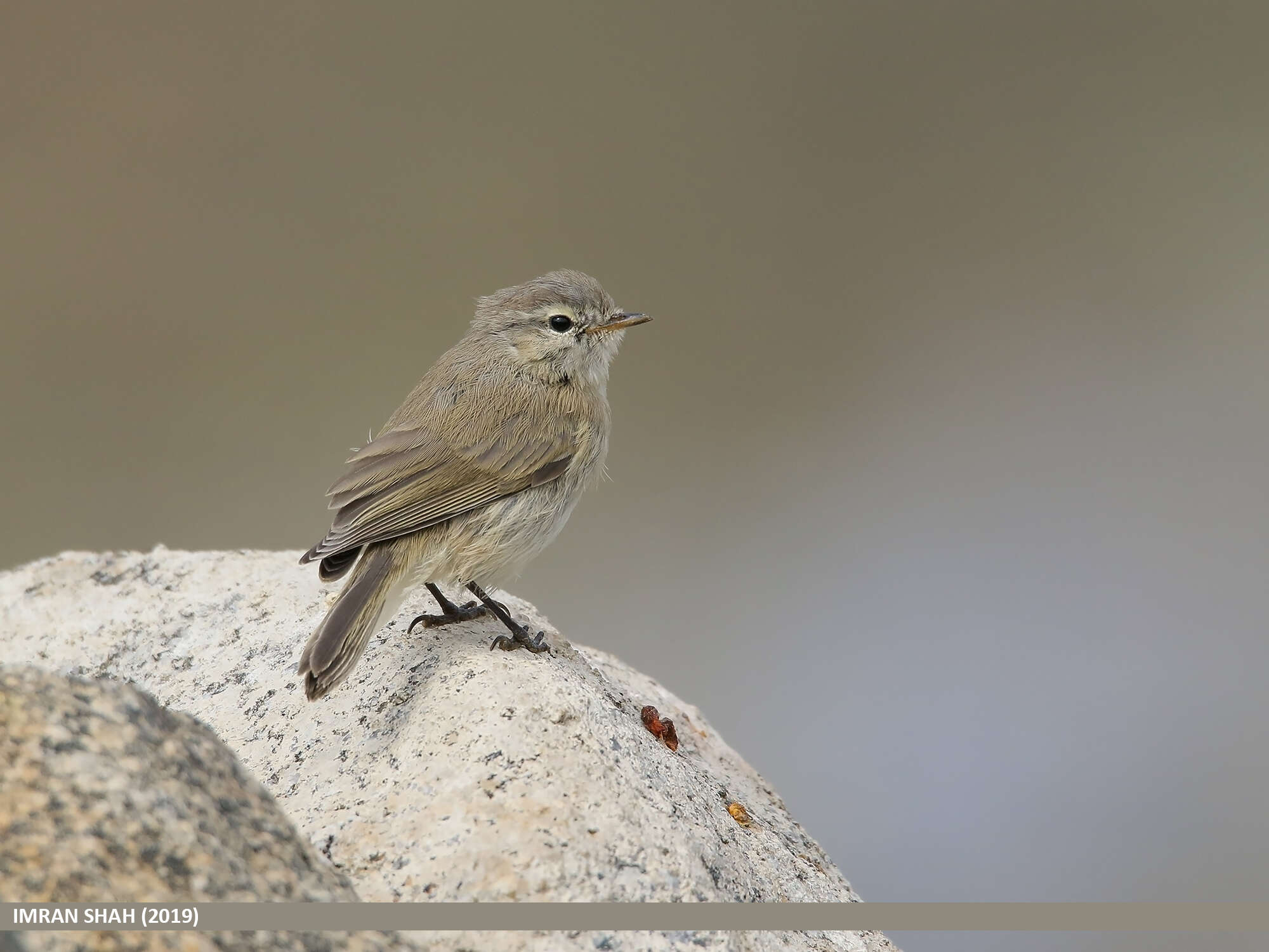 Image of Common Chiffchaff