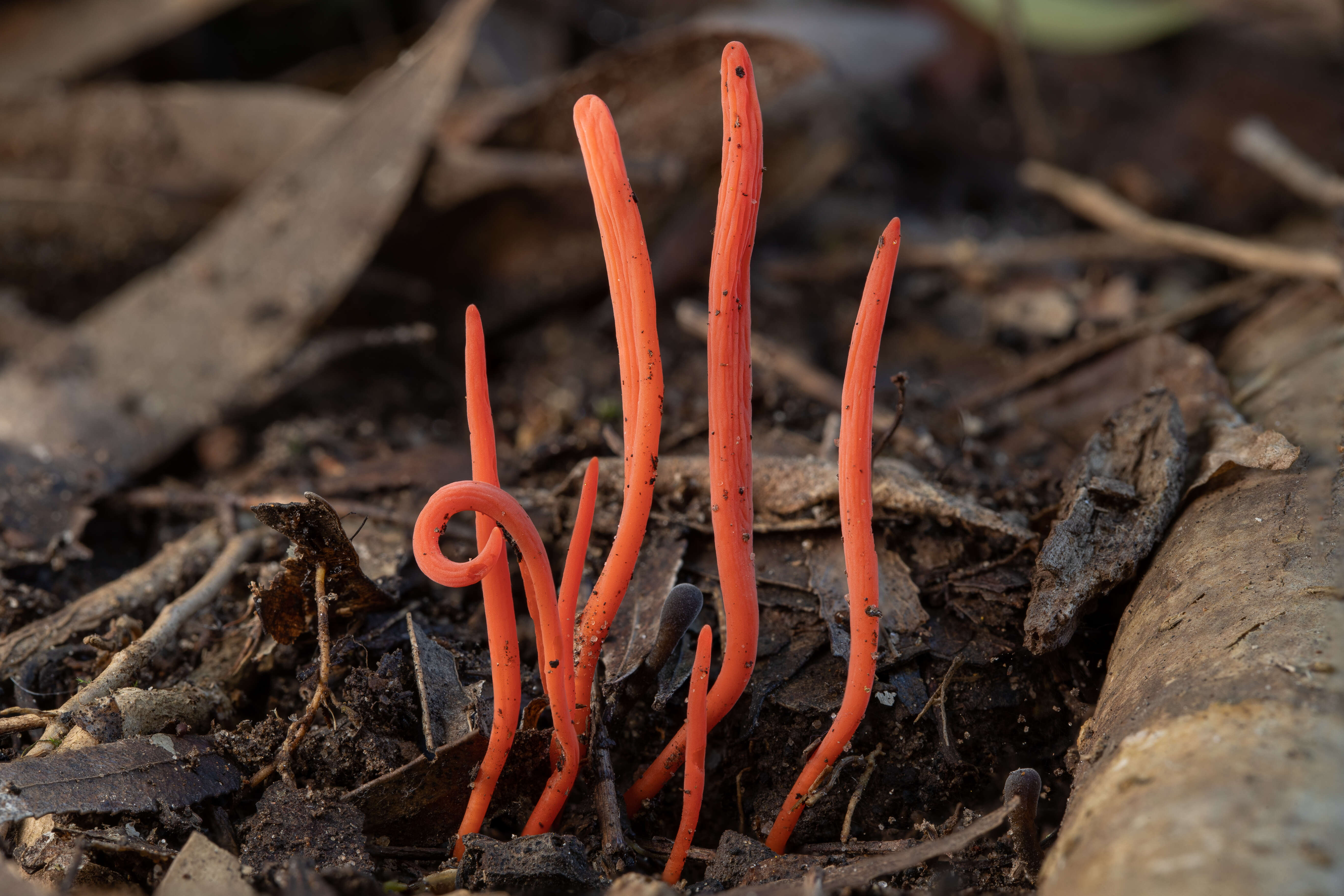 Image of Clavulinopsis sulcata Overeem 1923