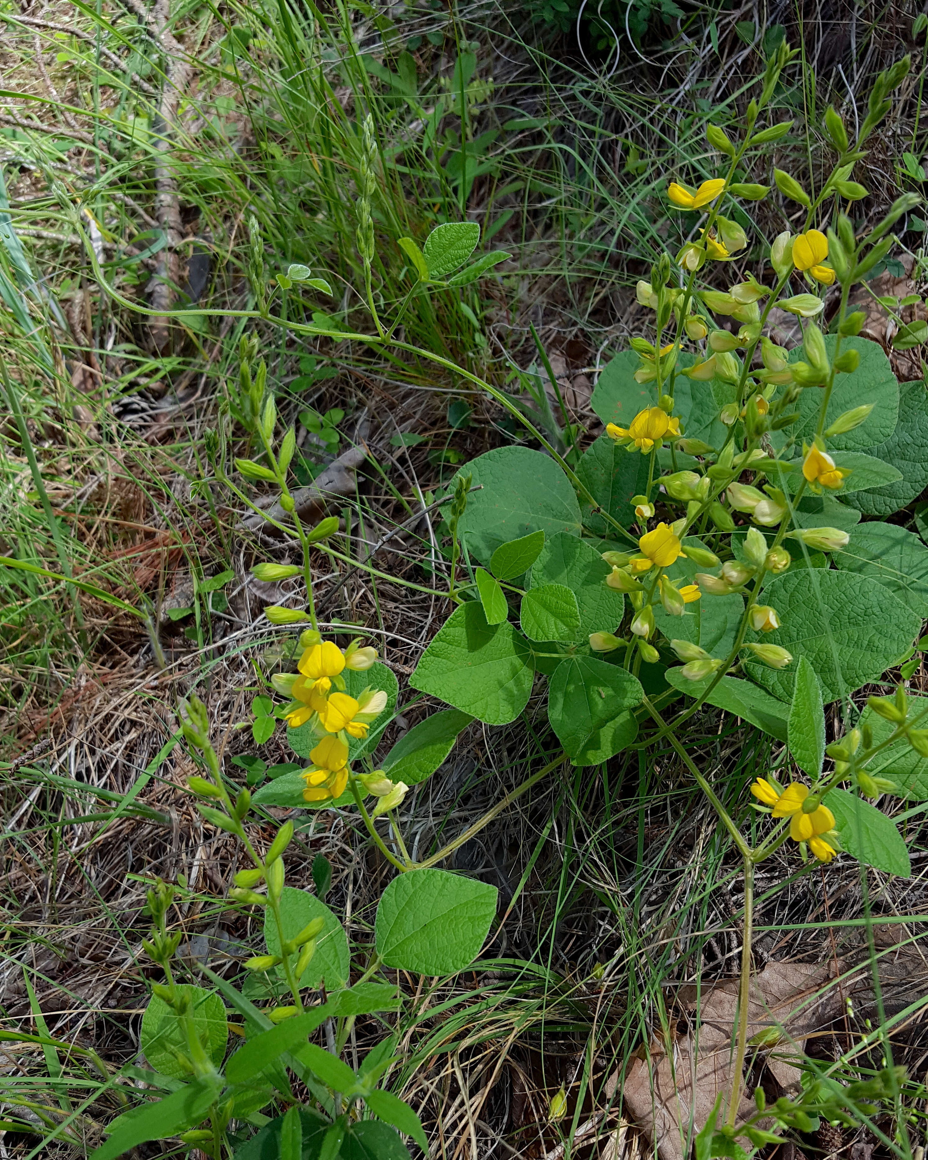 Image of prairie snoutbean