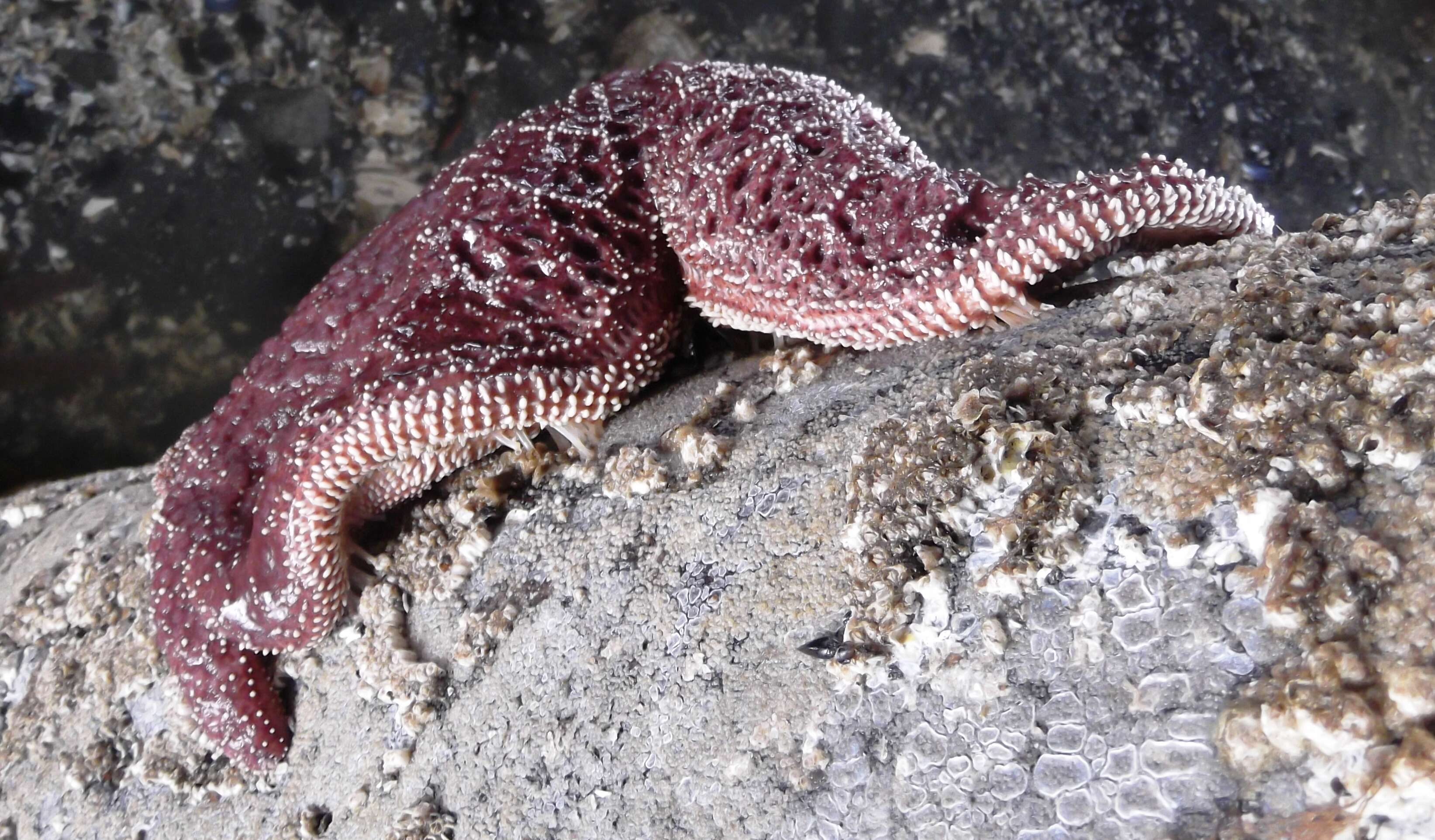 Image of ochre stars