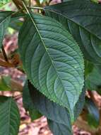 Image of Hydrangea febrifuga (Lour.) Y. De Smet & Granados