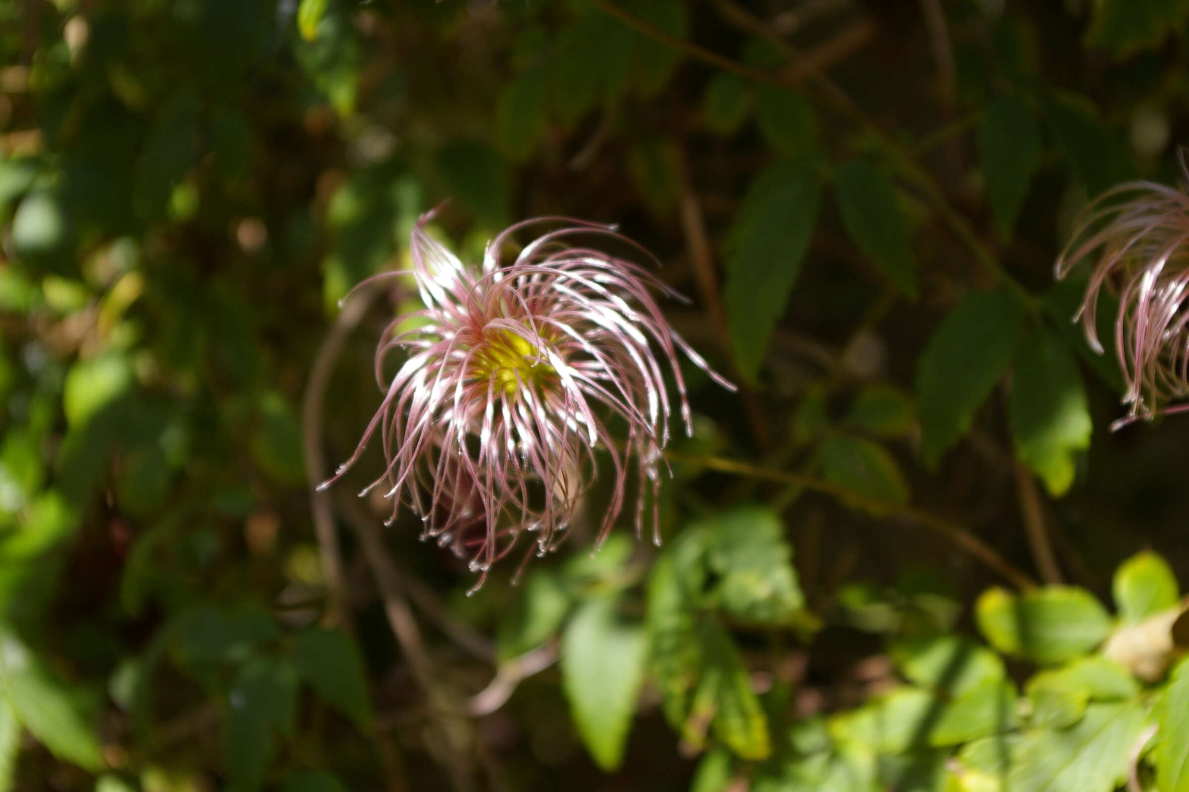 صورة Clematis macropetala Ledeb.